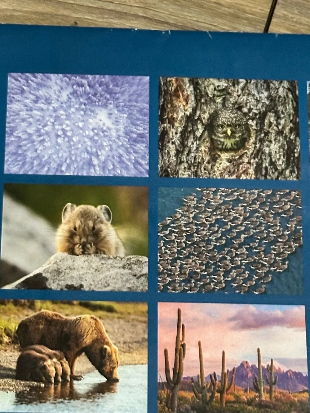 NWT 2026/2027 Wilderness Society 16 Month Calendar
